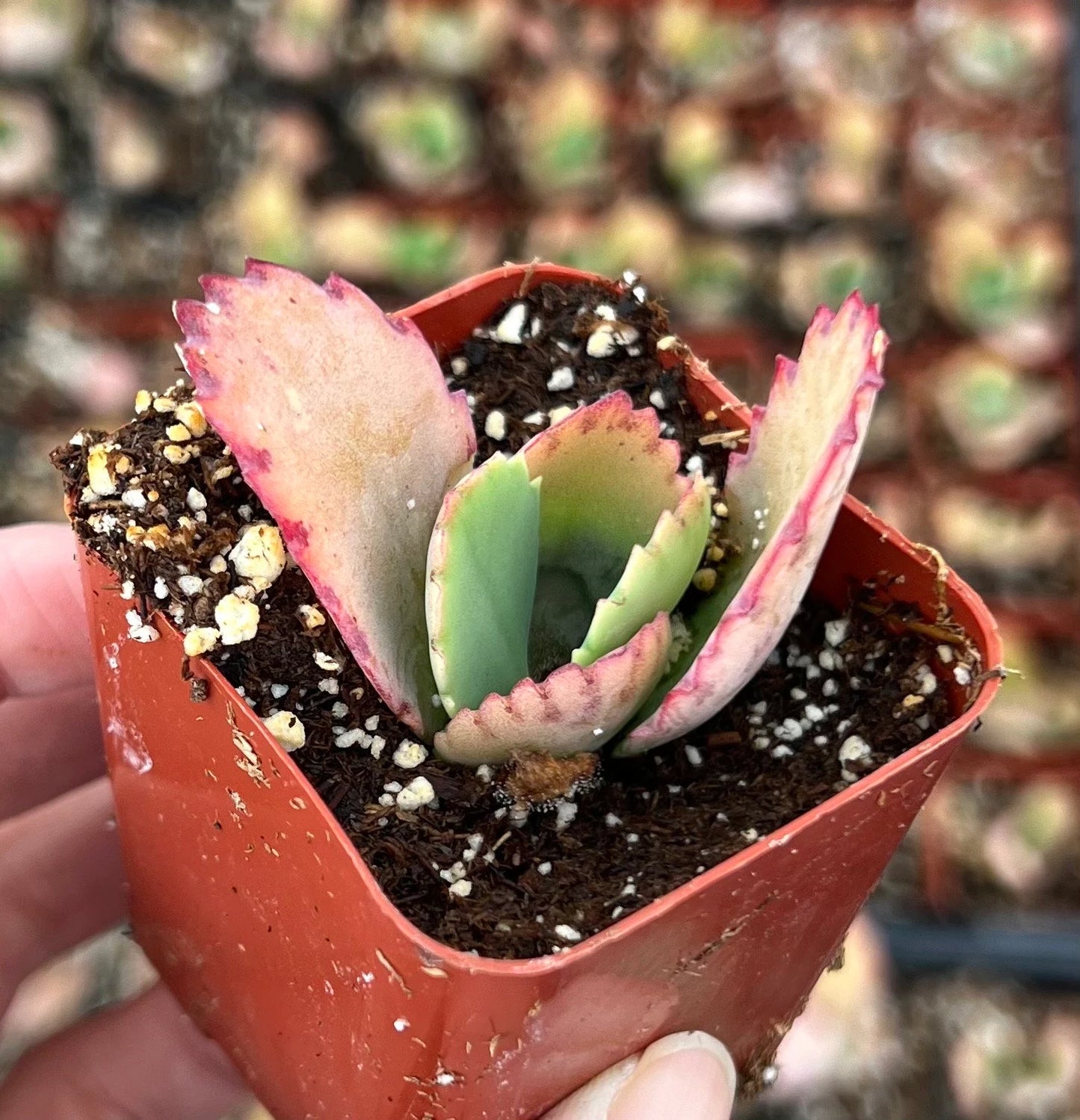 Mother of Thousands, Kalanchoe Succulent, Small Plant in 2”, 4”Pot