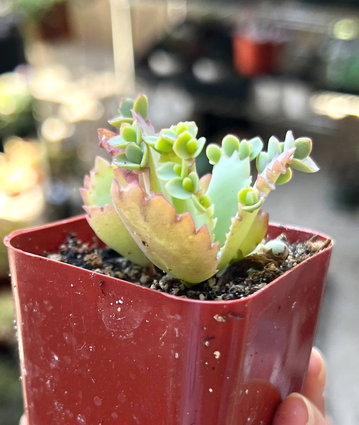 Mother of Thousands, Kalanchoe Succulent, Small Plant in 2”, 4”Pot
