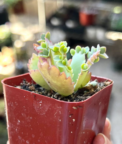 Mother of Thousands, Kalanchoe Succulent, Small Plant in 2”, 4”Pot