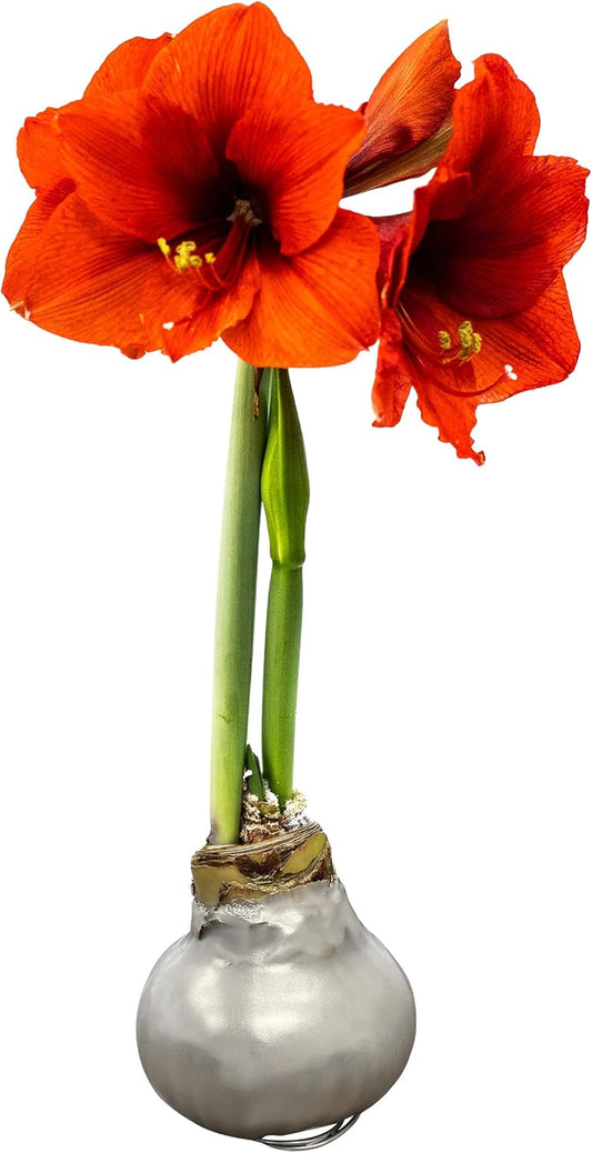 Waxed Amaryllis Bulb – Silver Wax with Red Blooms – Live Holiday Gift Plant, Easy Care, No Watering Needed