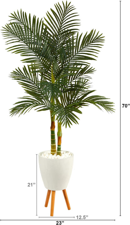 🌴 Golden Cane Palm Tree Triple Pack in Black Pot