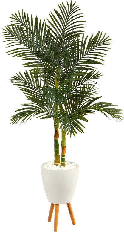 🌴 Golden Cane Palm Tree Triple Pack in Black Pot