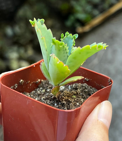 Mother of Thousands, Kalanchoe Succulent, Small Plant in 2”, 4”Pot