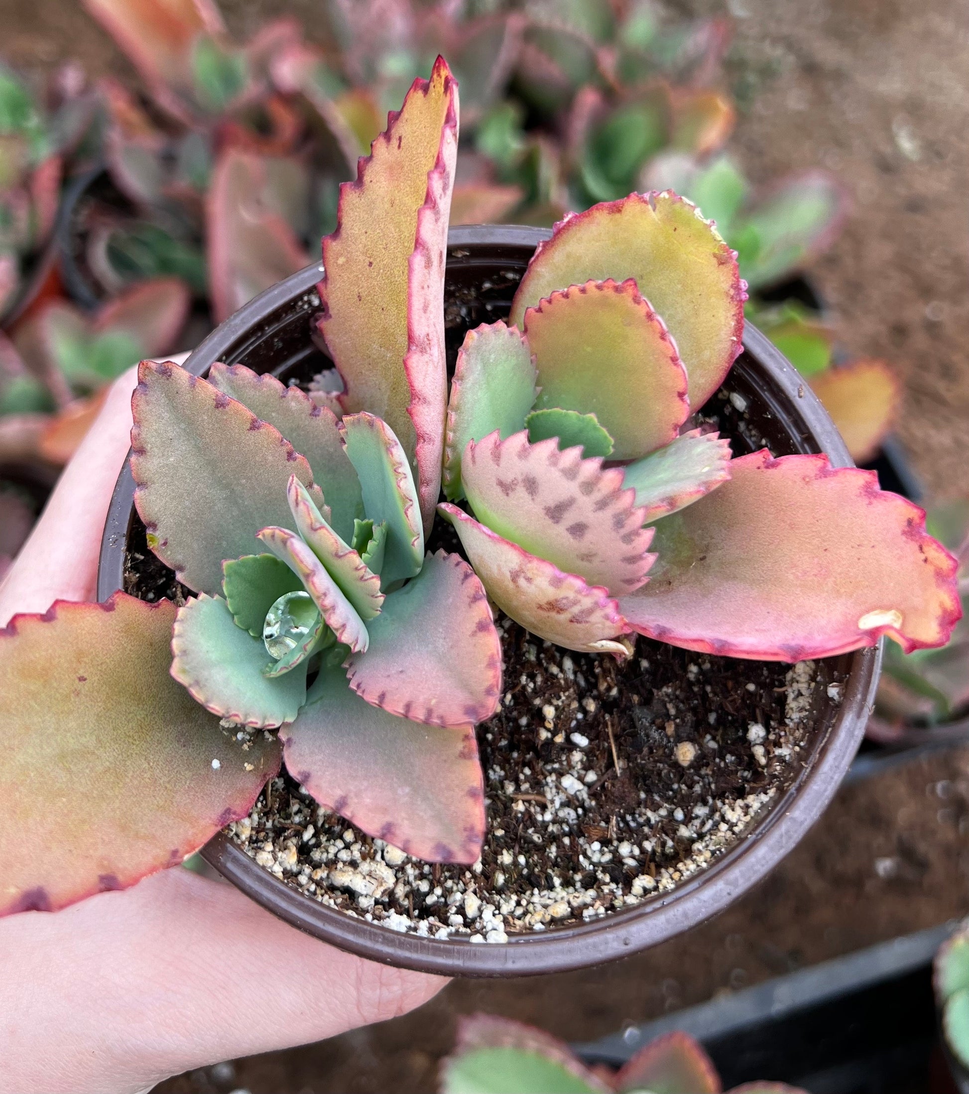 Mother of Thousands, Kalanchoe Succulent, Small Plant in 2”, 4”Pot