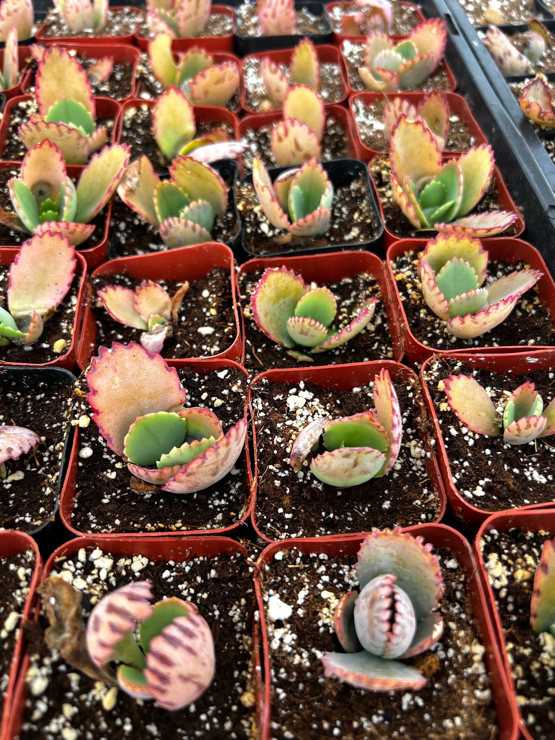 Mother of Thousands, Kalanchoe Succulent, Small Plant in 2”, 4”Pot