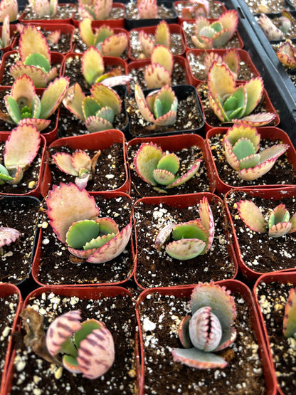 Mother of Thousands, Kalanchoe Succulent, Small Plant in 2”, 4”Pot