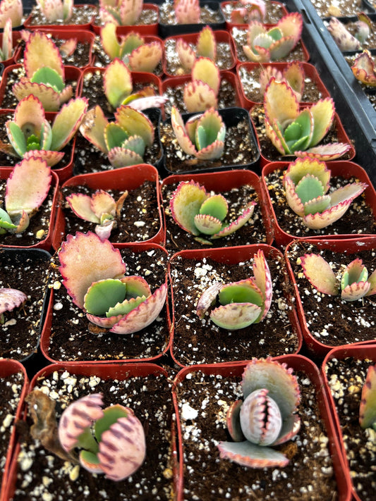 Mother of Thousands, Kalanchoe Succulent, Small Plant in 2”, 4”Pot
